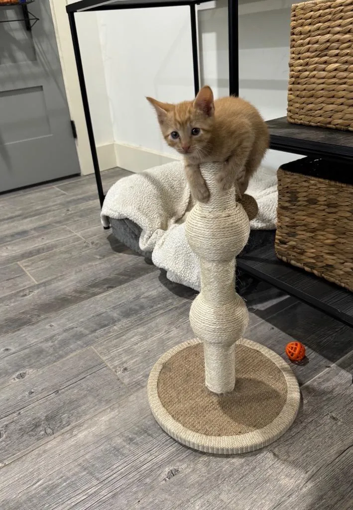 A baby small-sized male Domestic Short Hair cat named Comet for adoption in Claremore, OK