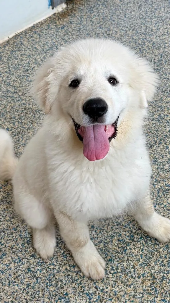 A baby large-sized male Great Pyrenees dog named Ghost for adoption in Indianola, IA