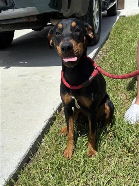 A young medium-sized female Doberman Pinscher dog named Xena for adoption in Fort Myers, FL