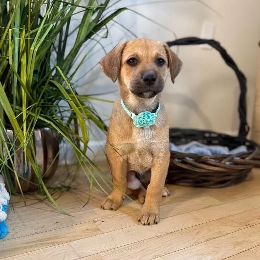 A baby medium-sized male Yellow / Tan / Blond / Fawn Labrador Retriever dog named Jacque The Silly Guy for adoption in Friendswood, TX