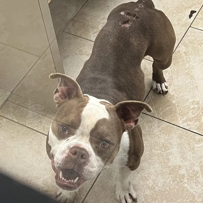 An adult small-sized male Brown / Chocolate American Bulldog dog named Brody for adoption in Galveston, TX
