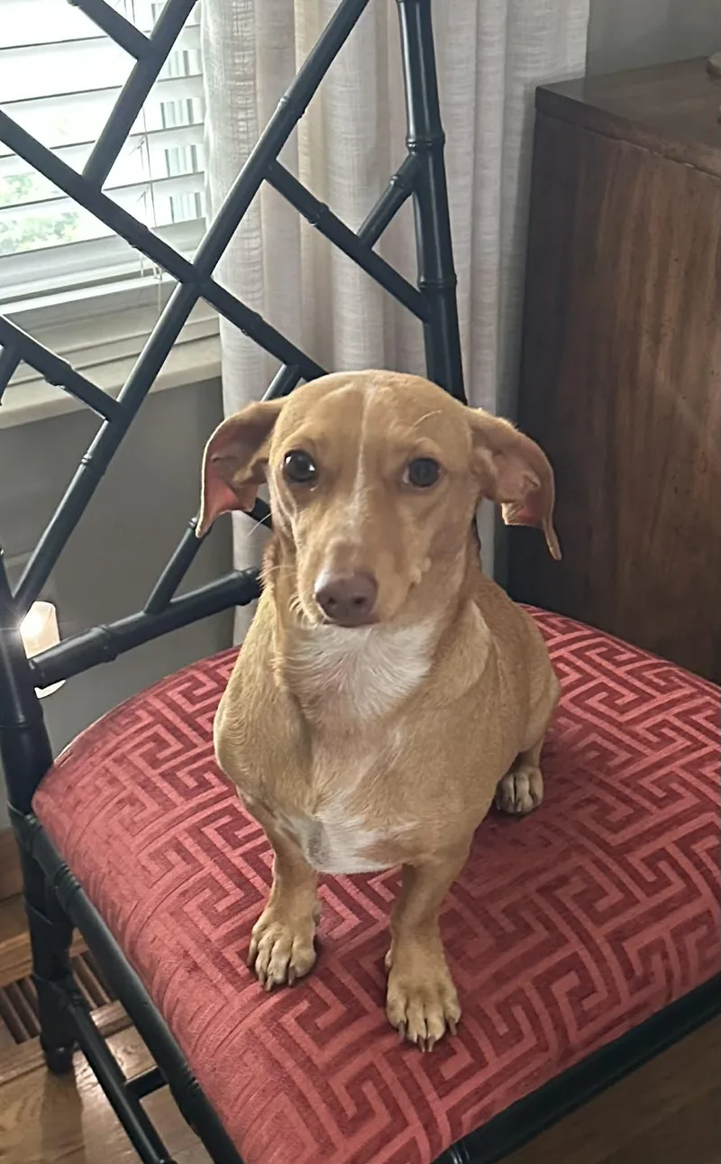 A young small-sized male Dachshund dog named Sweet Dobby for adoption in Chicago, IL