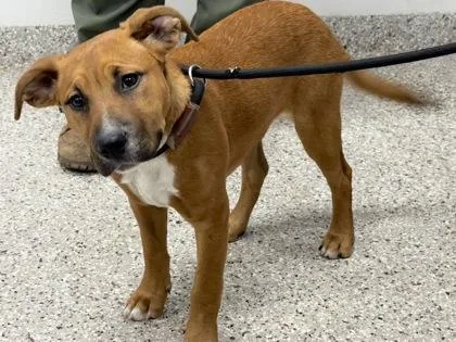 A baby medium-sized female Terrier dog named Timber for adoption in Gastonia, NC