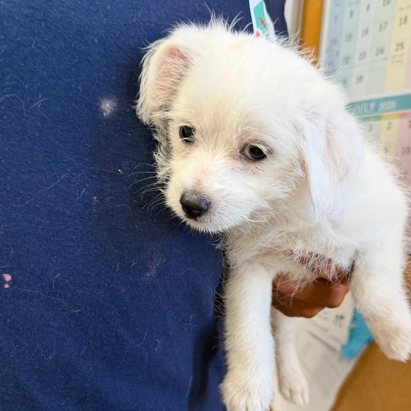 A baby small-sized male White / Cream Terrier dog named Blade for adoption in San Pablo, CA