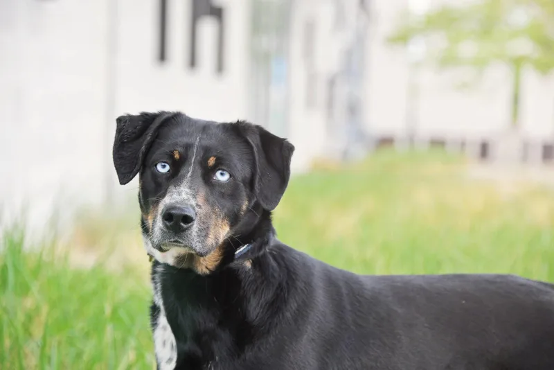 An adult medium-sized female Cattle Dog dog named Shasha for adoption in Salt Lake City, UT