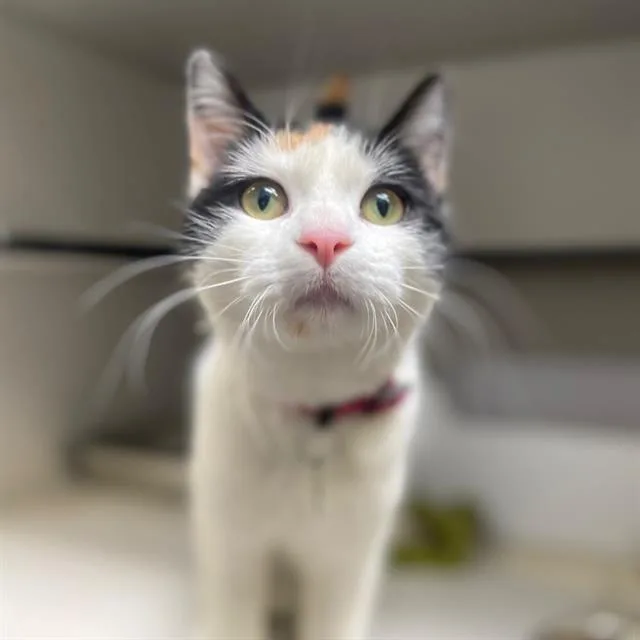 A young large-sized female Domestic Short Hair cat named Delphini for adoption in Aurora, CO