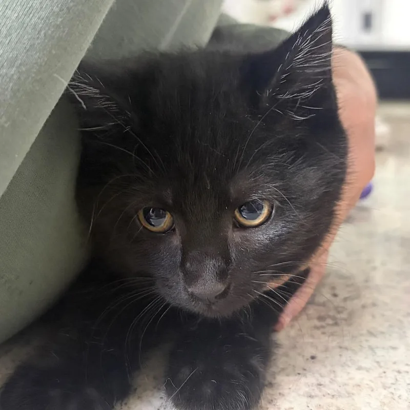 A baby small-sized female Domestic Short Hair cat named Sharktooth for adoption in Spokane, WA