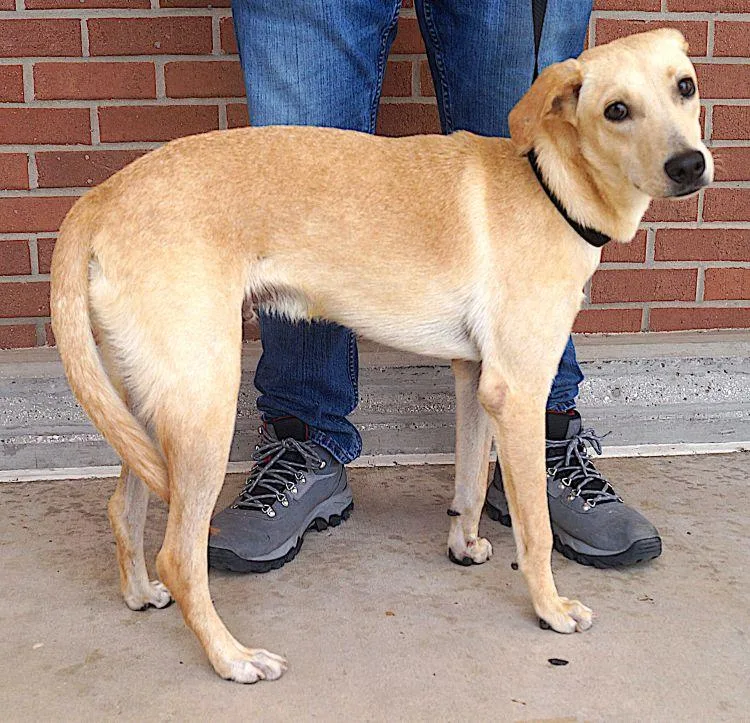 An adult medium-sized male Golden Labrador Retriever dog named Buddy for adoption in Carrollton, TX