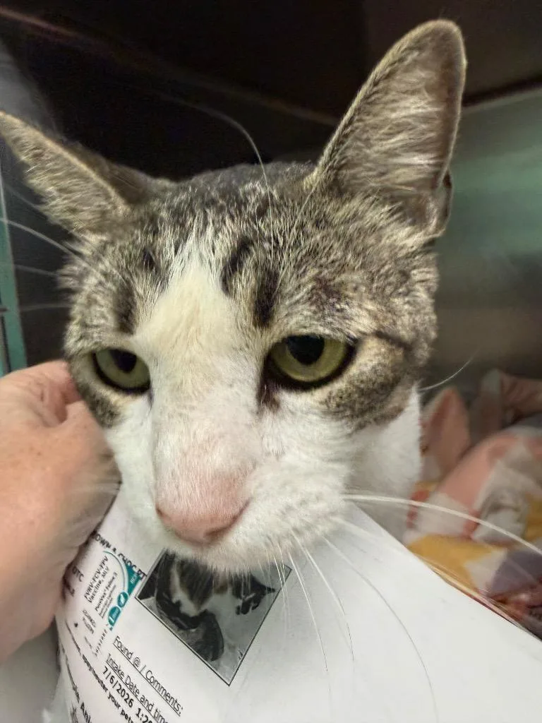 A young medium-sized male Domestic Short Hair cat named Cirrus for adoption in Belton, TX