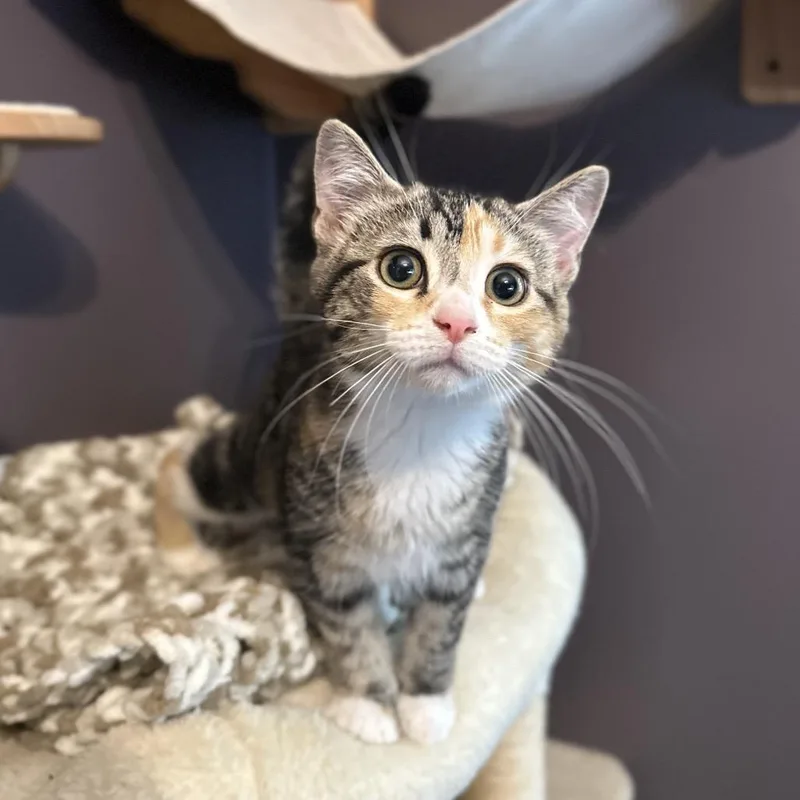 A baby small-sized female Calico Domestic Short Hair cat named Jocelyn for adoption in Ephrata, PA