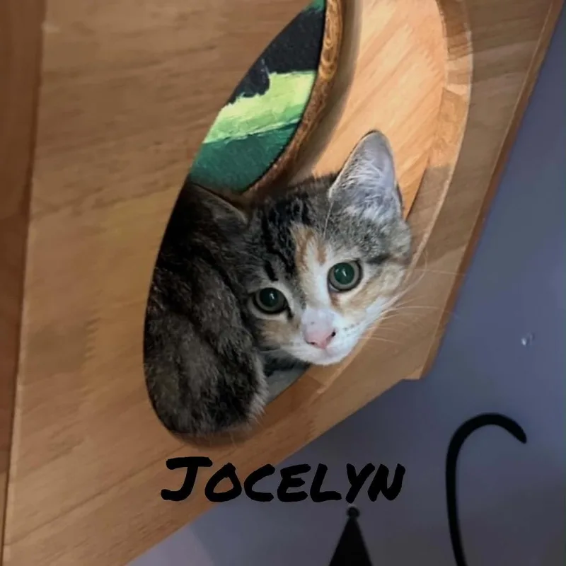 Jocelyn thumbnail 4