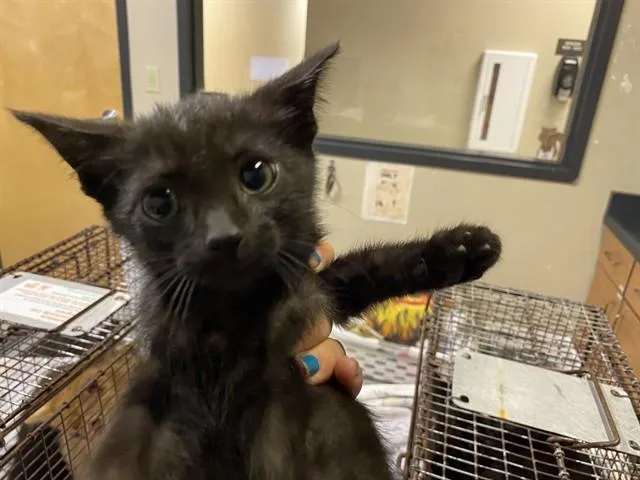 A baby small-sized male Domestic Short Hair cat named Bagheera for adoption in Modesto, CA