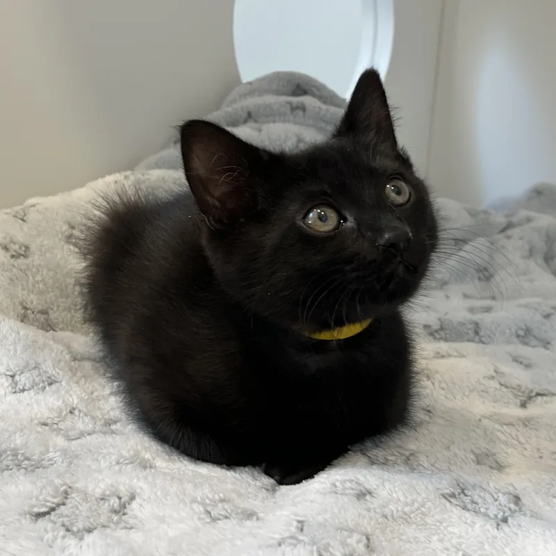 A baby small-sized female Black American Shorthair cat named Library for adoption in Hull, MA