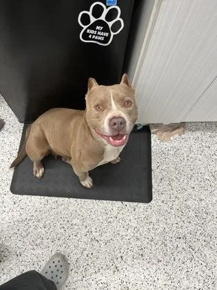 An adult medium-sized female Pit Bull Terrier dog named Lucille for adoption in Atlanta, GA