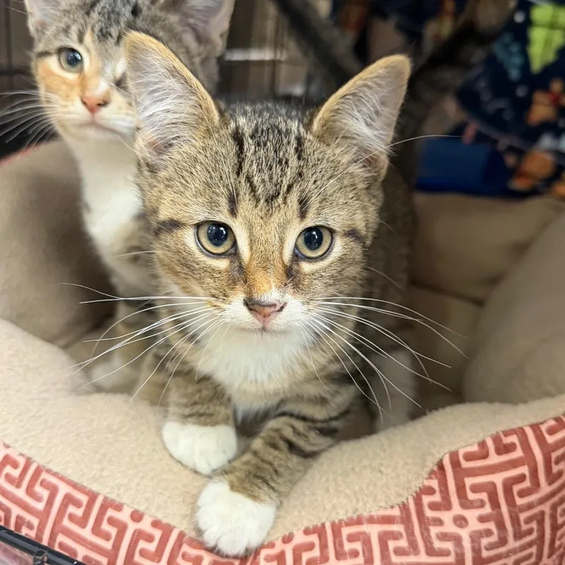 A baby small-sized male Brown / Chocolate Domestic Short Hair cat named Vandal for adoption in Detroit Lakes, MN