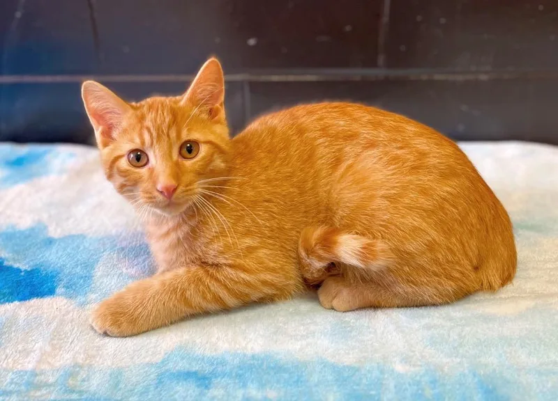 A baby large-sized male Domestic Short Hair cat named Bonfire for adoption in Effingham, IL