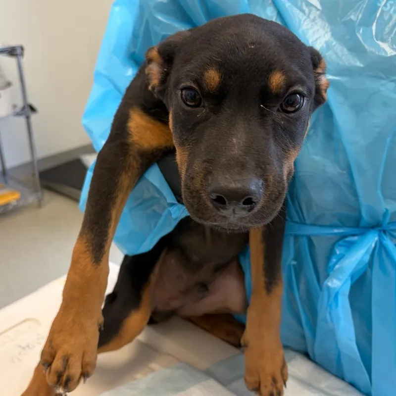 A baby small-sized male Black Pit Bull Terrier dog named Ace for adoption in Nashville, TN