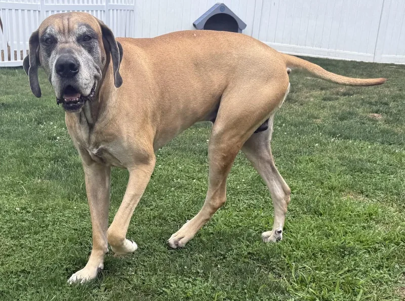 An adult extra large-sized male Great Dane dog named Roofus & Lemu for adoption in Richboro, PA
