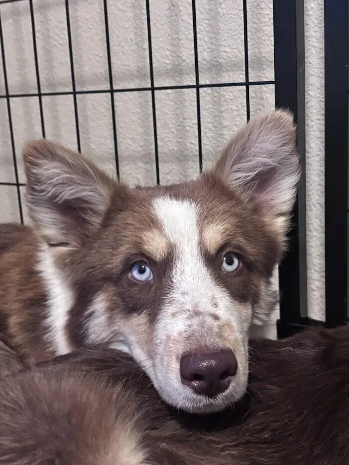 A young medium-sized male Husky dog named Sterling for adoption in renton, WA