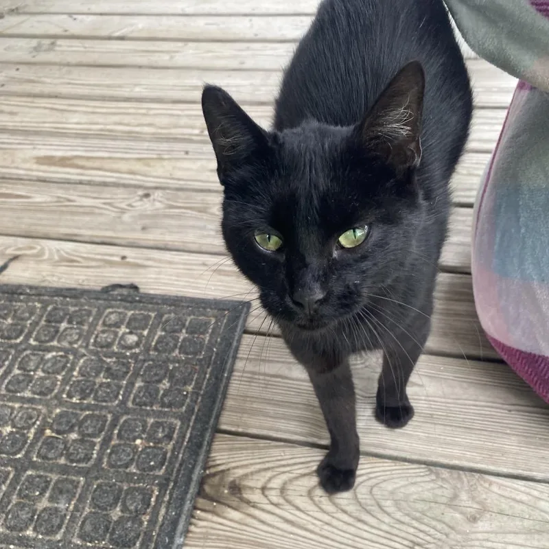 A baby small-sized male Black Domestic Short Hair cat named Bub for adoption in Rochester, MN