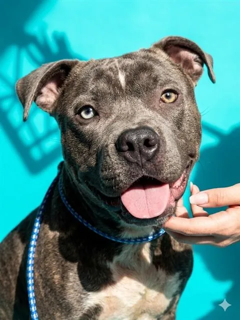 A young medium-sized male Mixed Breed dog named Tommy for adoption in Jacksonville, FL