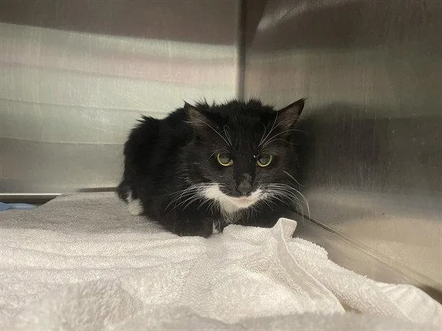 An adult large-sized female Domestic Long Hair cat named Miss D for adoption in Tavares, FL