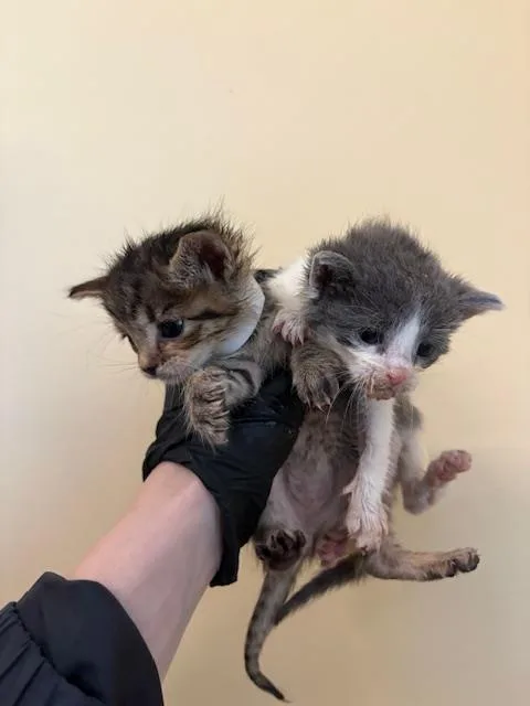 A baby small-sized female Domestic Short Hair cat named Tootsie for adoption in Tustin, CA