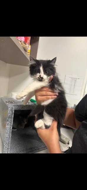 A baby large-sized male Domestic Long Hair cat named Snoopy for adoption in Greenfield, IN