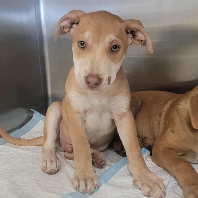 A baby small-sized male Mixed Breed dog named Waller for adoption in Bastrop, TX