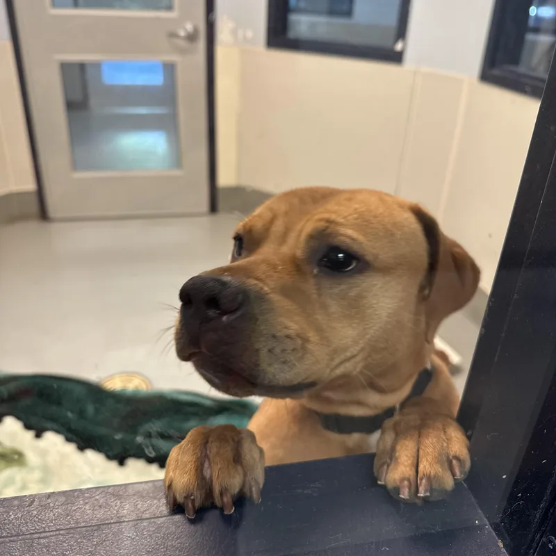 A young medium-sized male Yellow / Tan / Blond / Fawn American Staffordshire Terrier dog named Rocko for adoption in Yonkers, NY