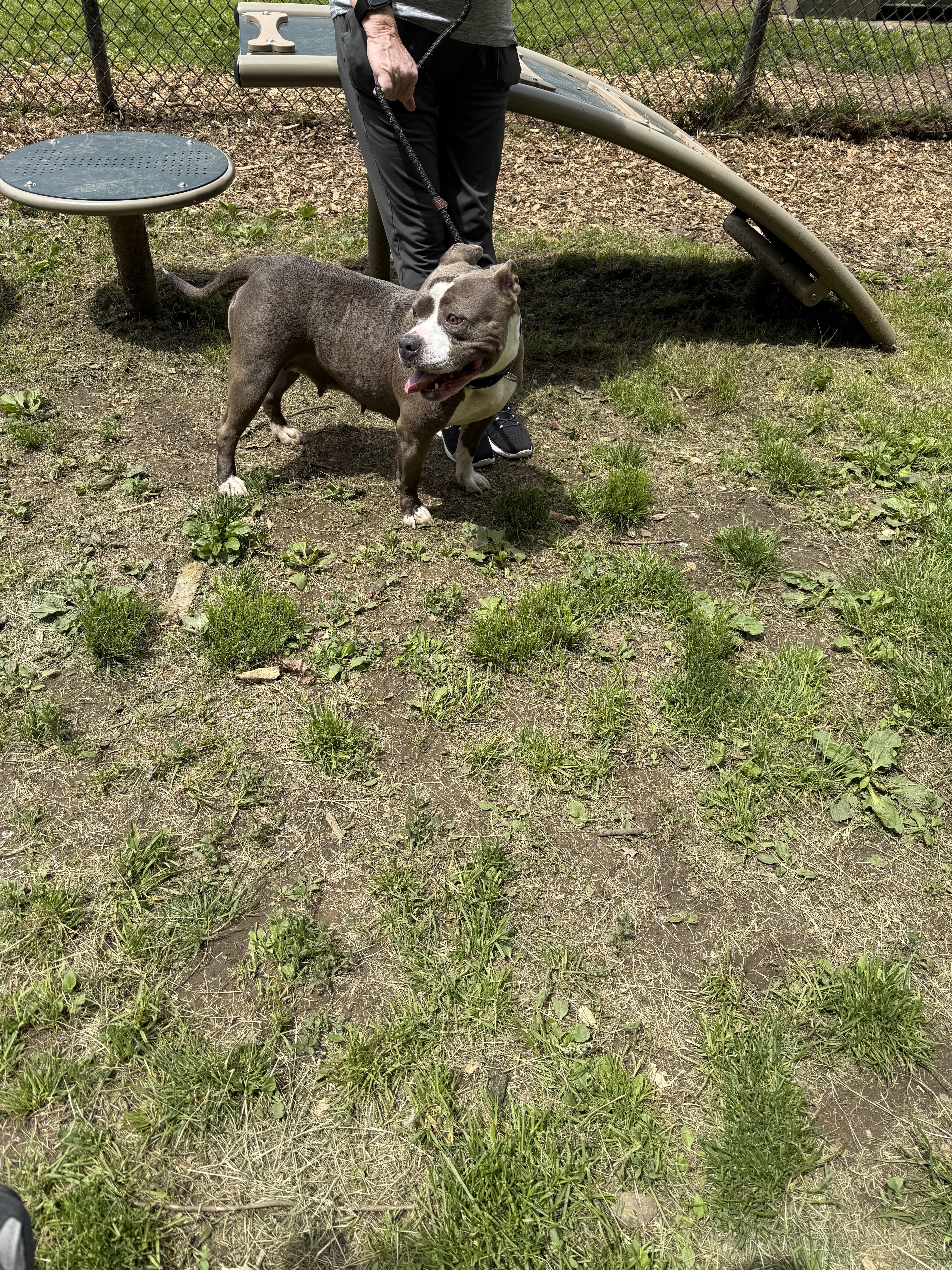Rocko thumbnail 3