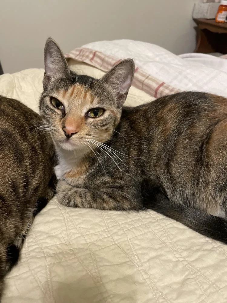 A young small-sized female Domestic Short Hair cat named Lyra for adoption in Saint Augustine, FL