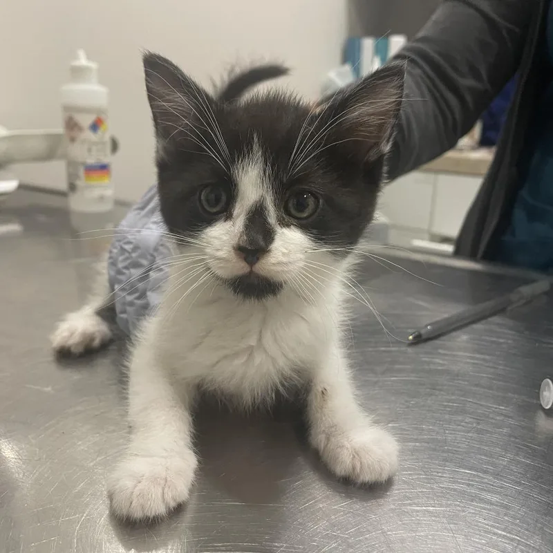 A baby small-sized male White Domestic Short Hair cat named Cupid C for adoption in Princeton, MN