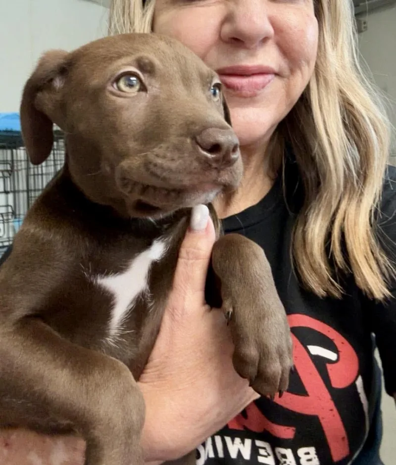 A baby medium-sized male Brown / Chocolate Labrador Retriever dog named Chip for adoption in Austin, TX