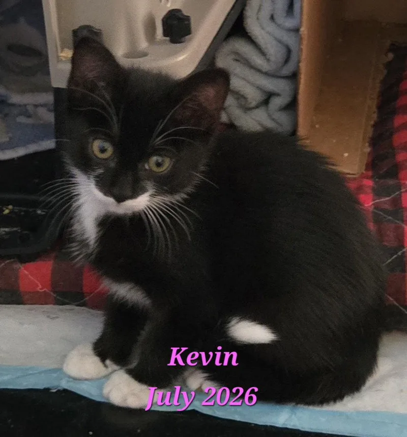 A baby medium-sized female Black & White / Tuxedo Domestic Short Hair cat named Kevin for adoption in Rochester, NY