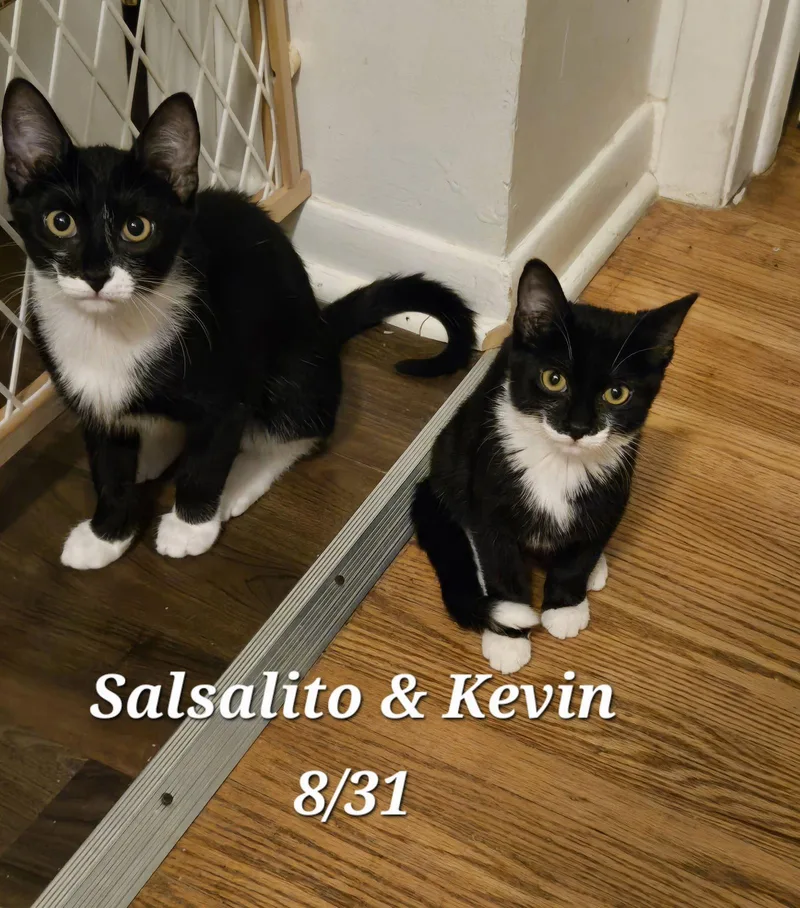 Kevin thumbnail 2