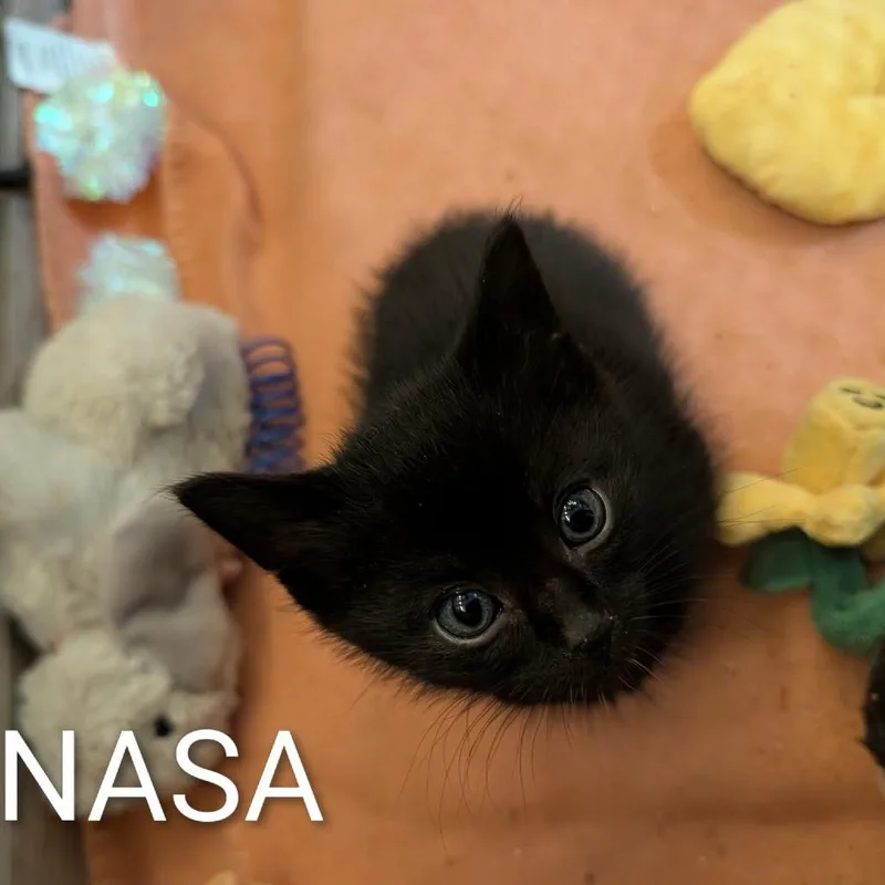 A baby small-sized female Black Domestic Short Hair cat named Nasa for adoption in Sioux Falls, SD