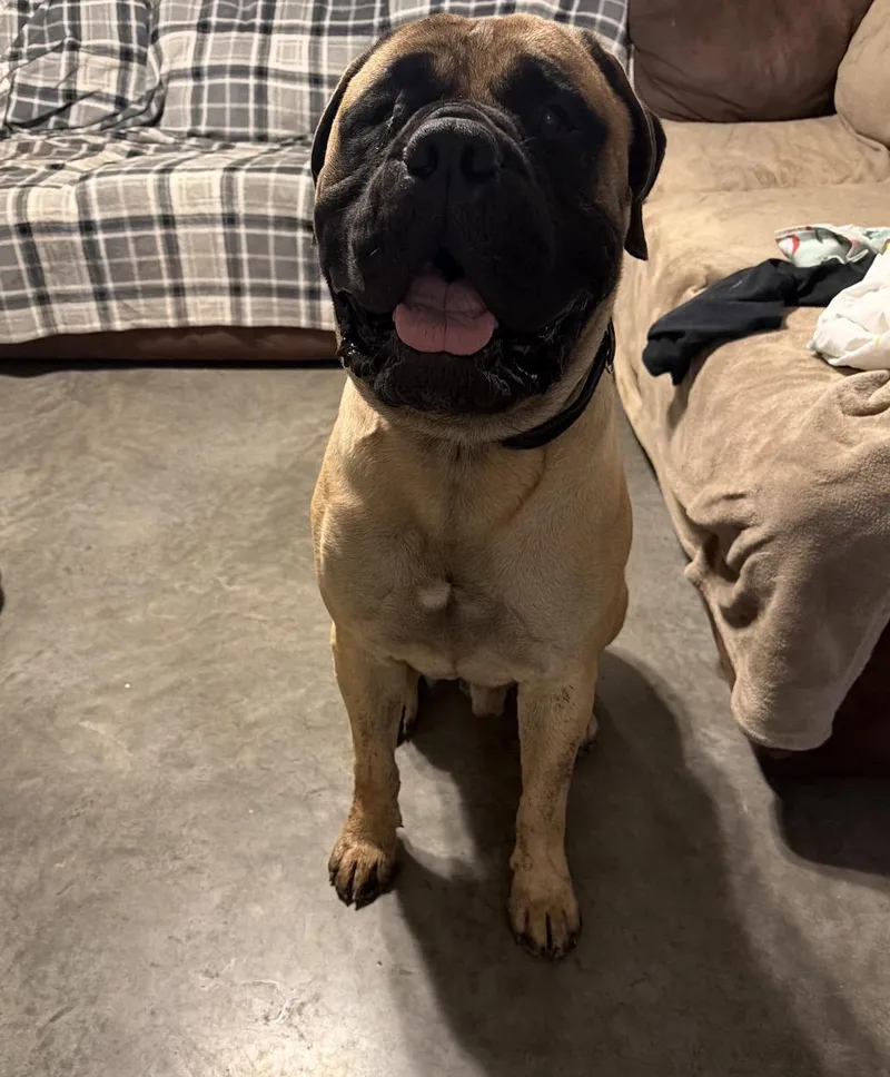 An adult extra large-sized male Bullmastiff dog named Odin for adoption in Mesa, AZ