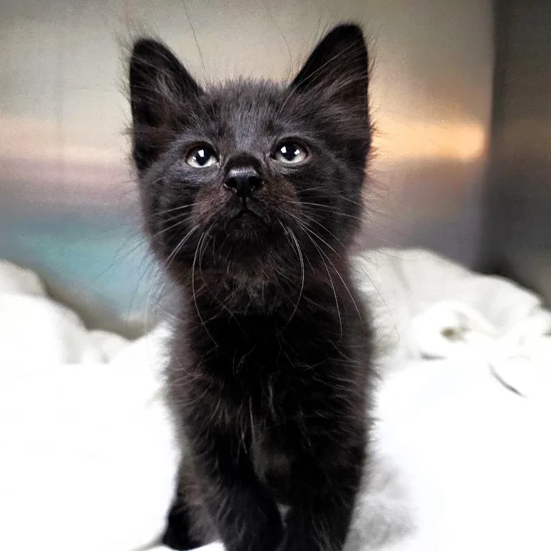 A baby small-sized male Domestic Short Hair cat named Pedro for adoption in Michigan City, IN