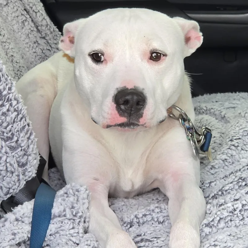 An adult small-sized female White / Cream Mixed Breed dog named Alena for adoption in Leander, TX