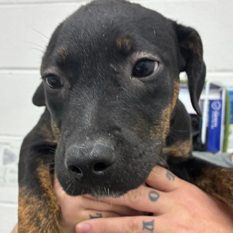 A baby small-sized female Black Terrier dog named Pipsqueak for adoption in Corpus Christi, TX