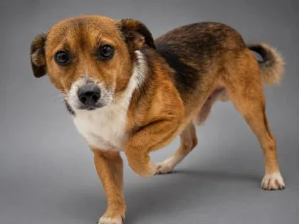 An adult small-sized male Chihuahua dog named Wess for adoption in Bowling Green, KY
