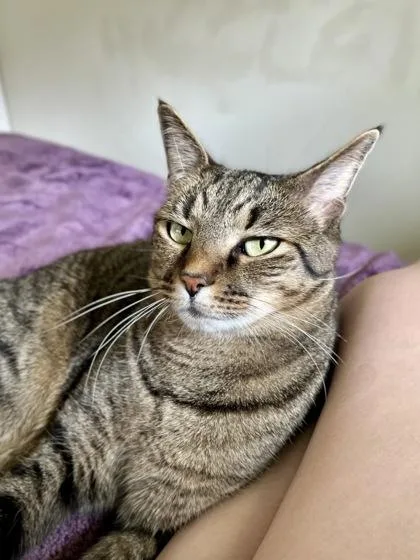 An adult medium-sized male Domestic Short Hair cat named Mayhem for adoption in Ringoes, NJ