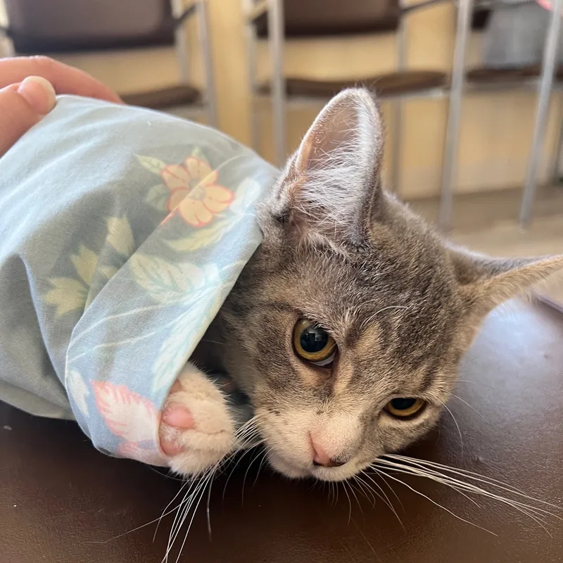 Brooklyn thumbnail 3