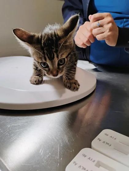 A baby small-sized male Domestic Short Hair cat named Cannoli for adoption in Port Saint Joe, FL