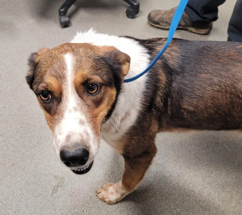A young large-sized female Australian Cattle Dog / Blue Heeler dog named Shelby for adoption in Hopkinsville, KY