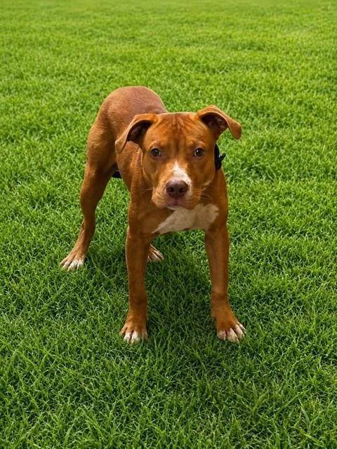 An adult large-sized male Pit Bull Terrier dog named Wells for adoption in Upper Marlboro, MD