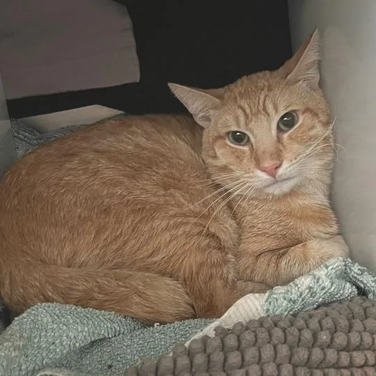 A young medium-sized male Domestic Short Hair cat named Luke for adoption in Los Angeles, CA