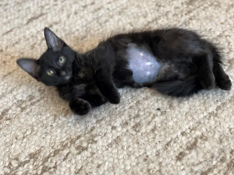 A baby small-sized female Black Domestic Medium Hair cat named Olive for adoption in Phoenix, AZ