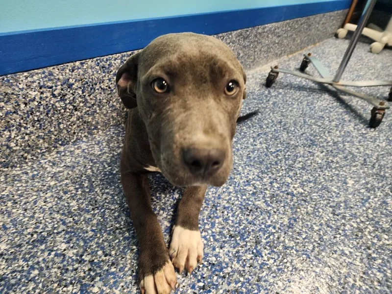 A baby large-sized female Pit Bull Terrier dog named Katie for adoption in Maumelle, AR